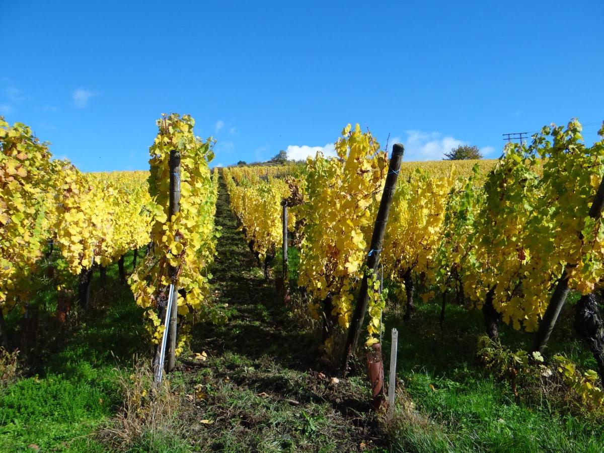Au Coeur Des Vignes Apartamento Bergheim Exterior foto