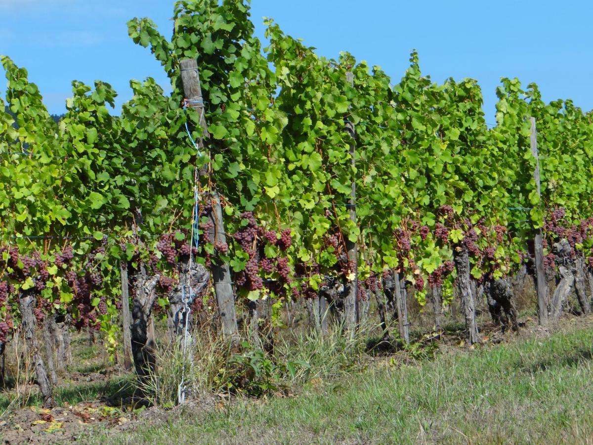Au Coeur Des Vignes Apartamento Bergheim Exterior foto