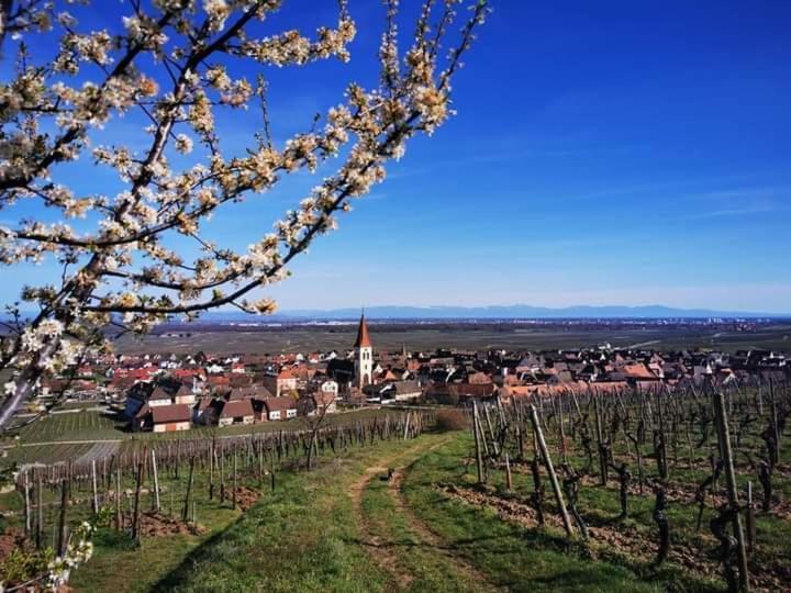 Au Coeur Des Vignes Apartamento Bergheim Exterior foto